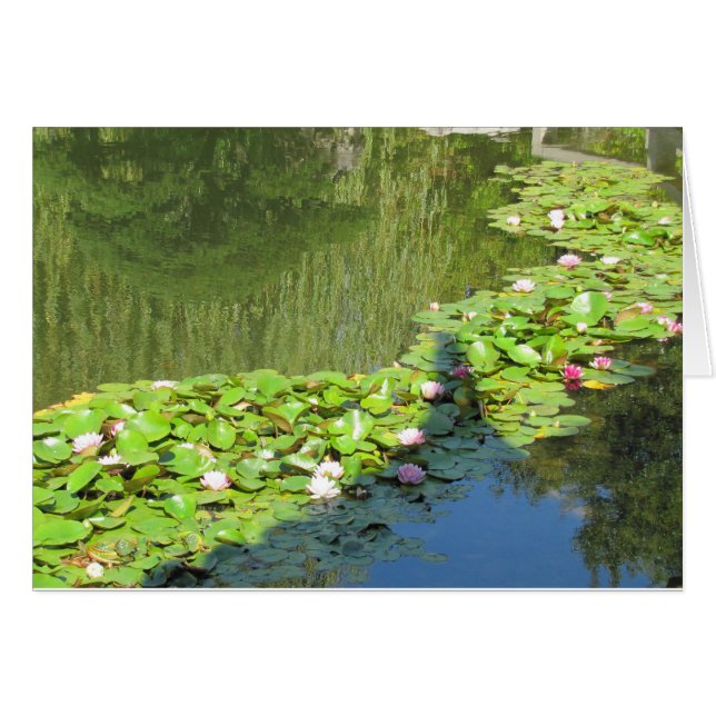 Chemin Lotus (Devant Horizontal)