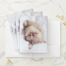 Penny le folde orange de poche de chiot de Shih