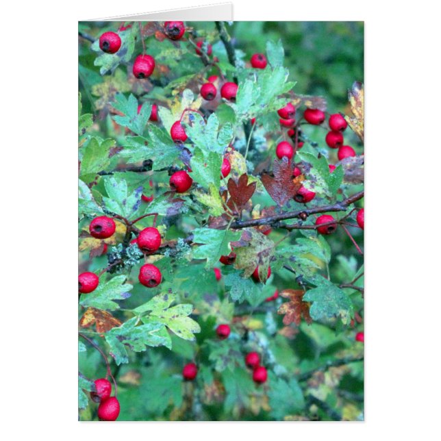 Chêne et baies (Devant)