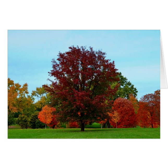 Chêne rouge en automne (Devant horizontal)