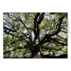 chêne vivant de glenwood