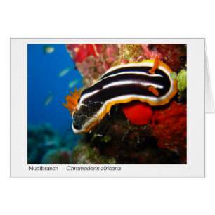 Chèque-cadeau de Nudibranch - 02