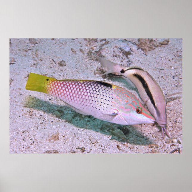 Chequerboard Wrasse Poster (Front)