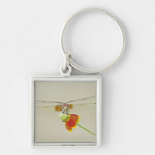 Chequered Setwing (Dythemis fugax) on Mexican Keychain