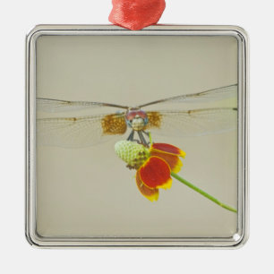 Chequered Setwing (Dythemis fugax) on Mexican Metal Ornament