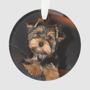 Cher Yorkshire Terrier Yorkie Chien chiot