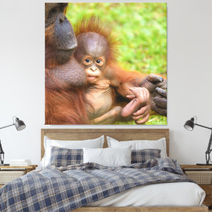 Cherished Orangutan Mother's Cuddle Canvas Print