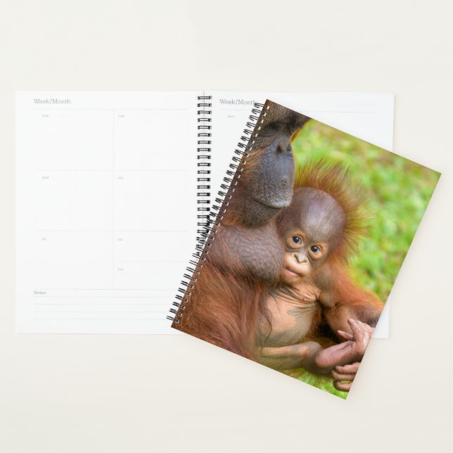 Cherished Orangutan Mother's Cuddle Planner (Display)