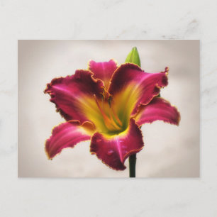 Cherokee Heritage Daylily Postcard