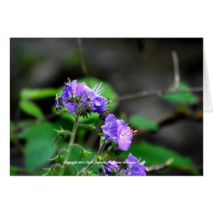 Cherokee National Forest flowers