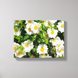 Cherokee rose at garden canvas print