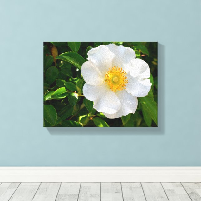 Cherokee Rose Flower Canvas Print (Insitu(Wood Floor))