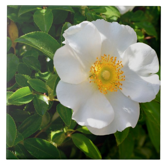Cherokee Rose Flower  Tile (Front)