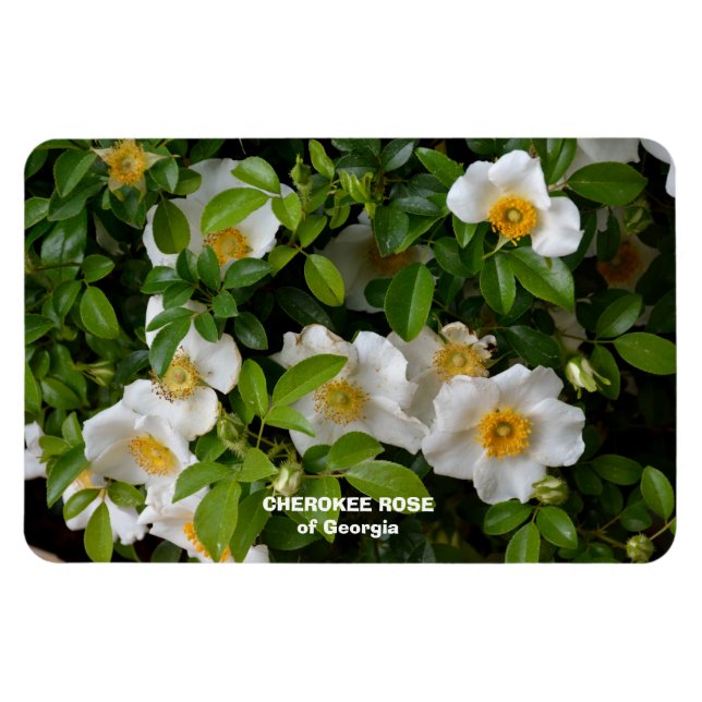 Cherokee Rose Magnet (Horizontal)