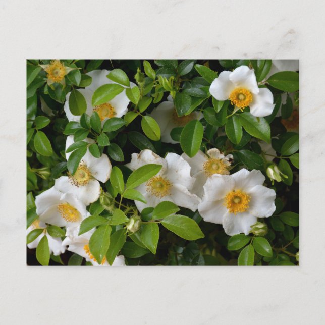 Cherokee Rose Postcard (Front)