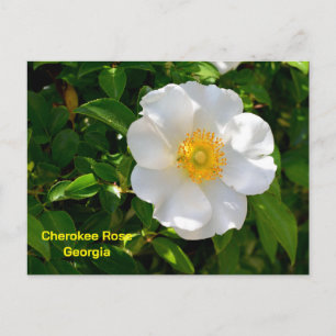 Cherokee Rose State flower of Georgia Postcard
