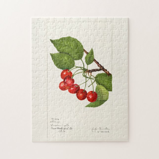 Cherries (Prunus Avium) Fruit Watercolor Painting Jigsaw Puzzle (Vertical)
