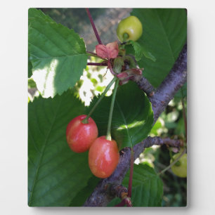 Cherries turning red plaque