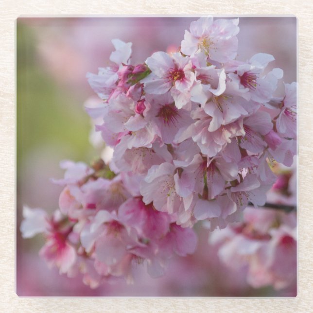 Cherry Blooms in March Glass Coaster (Front)
