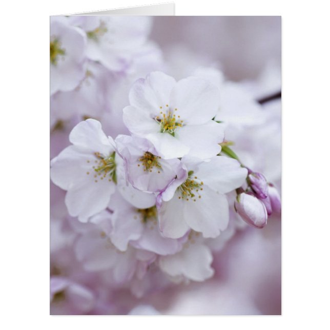 Cherry blossom (Front)