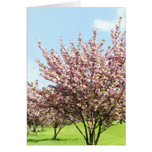 Cherry Blossom