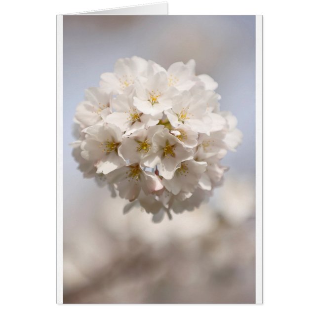 Cherry Blossom (Front)