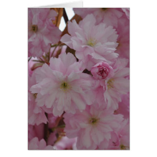 Cherry Blossom