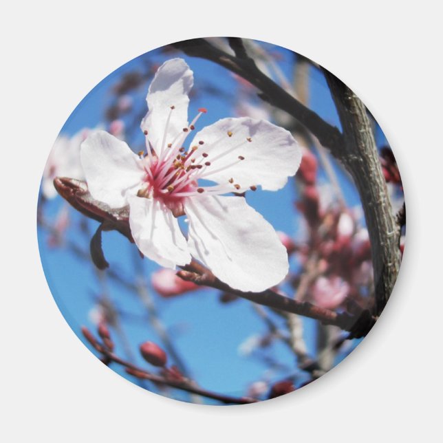 Cherry Blossom 2 Magnet (Front)