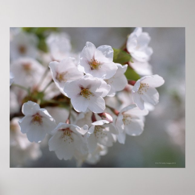 Cherry Blossom 2 Poster (Front)