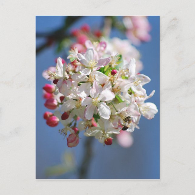 Cherry blossom and meaning postcard (Front)