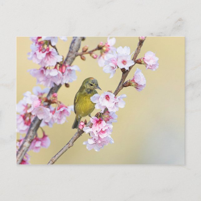 Cherry Blossom and Warbler Postcard (Front)