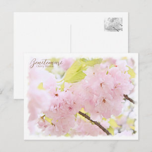 Cherry Blossom "Benitemari" ポストカード Postcard