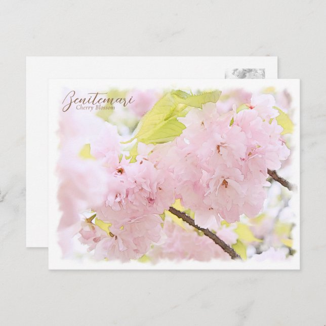 Cherry Blossom "Benitemari" ポストカード Postcard (Front/Back)