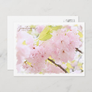 Cherry Blossom "Benitemari" ポストカード Postcard
