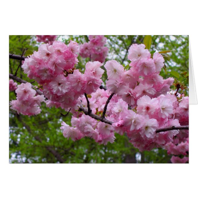 Cherry blossom branch (Front Horizontal)