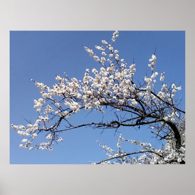 cherry blossom branch poster (Front)