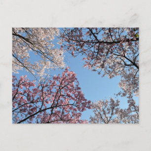 Cherry Blossom Canopy: Tokyo, Japan Postcard