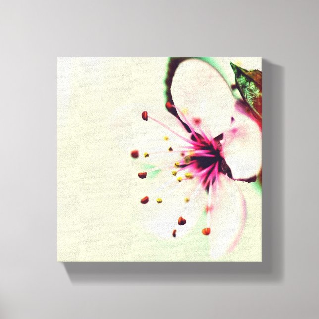 Cherry Blossom Canvas Print (Front)
