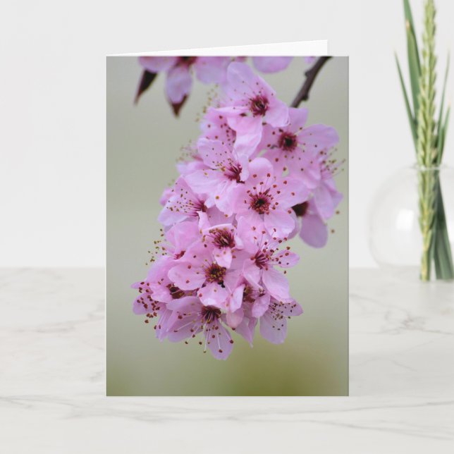 Cherry Blossom Card (Front)
