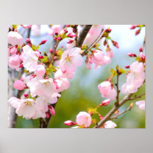 Cherry Blossom Close Up