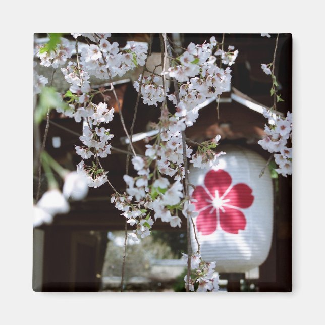 Cherry Blossom Festival in Kyoto  Magnet (Front)