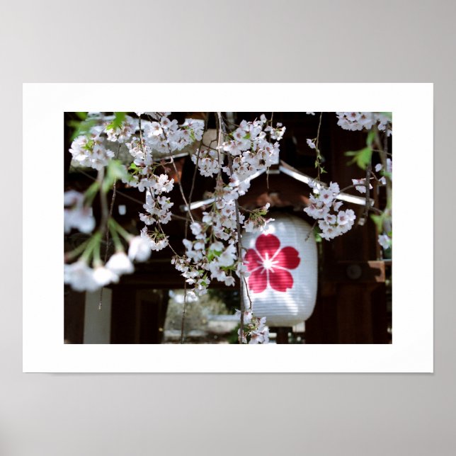 Cherry Blossom Festival: Kyoto Poster (Front)