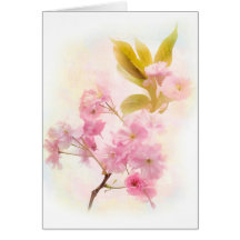 Cherry Blossom flowers