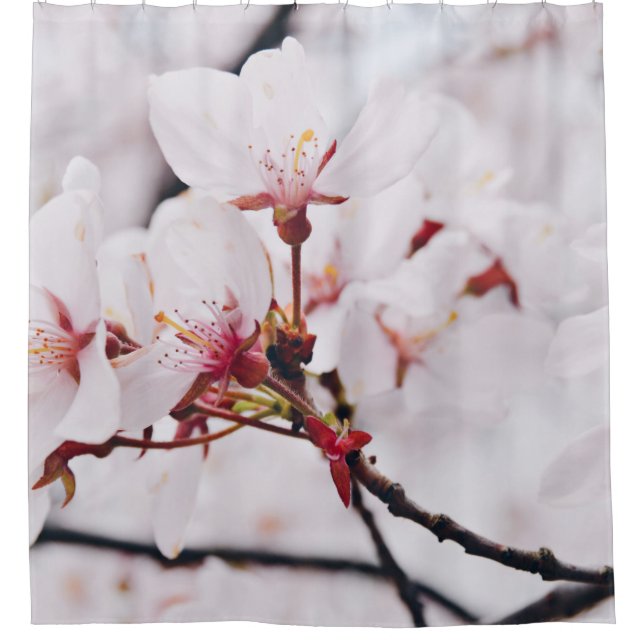 CHERRY BLOSSOM FLOWERS IN MACRO SHOT (Front)