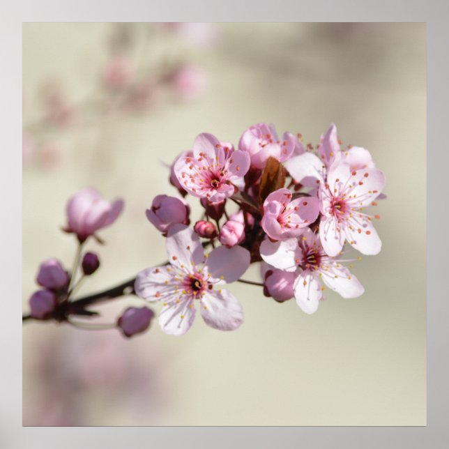 Cherry Blossom Flowers Poster (Front)