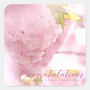 Cherry Blossom "Hayashi-ichigo" スクエアシール Square Sticker