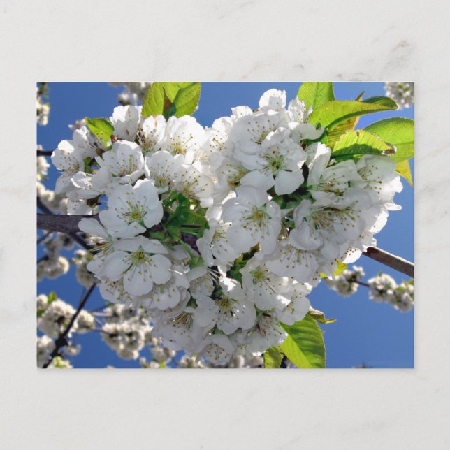 Cherry blossom heart postcard (Front)