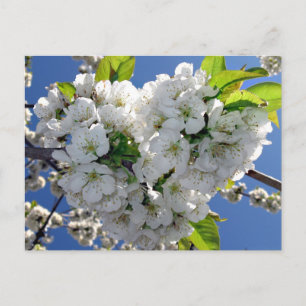 Cherry blossom heart postcard