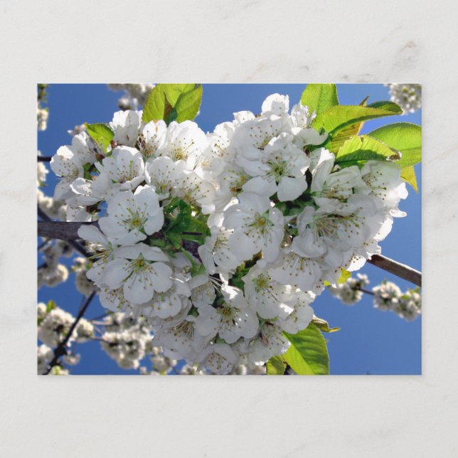 Cherry blossom heart postcard (Front)