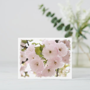 Cherry Blossom "Ichiyo" ポストカード Postcard